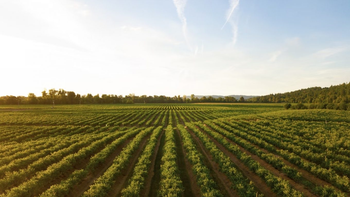 How AI Is Being Used In Agriculture